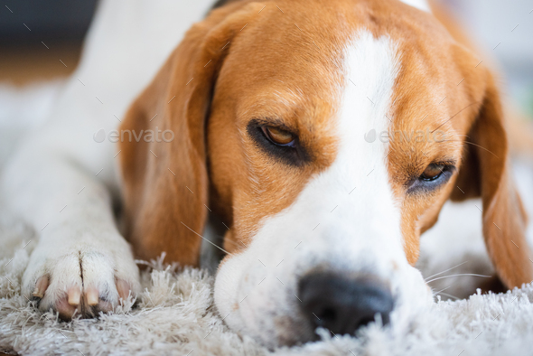 Beagle dog close up on a carpet falling asleep