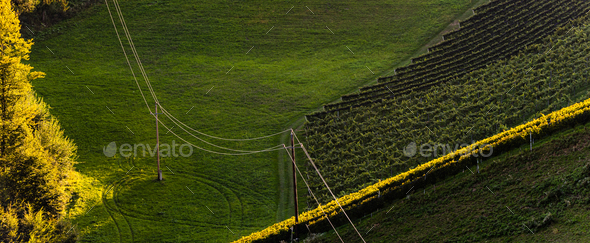 Rows Of Vineyard Grape Vines. Autumn Landscape. Austria south Styria . Abstract Background Of Autumn - Stock Photo - Images