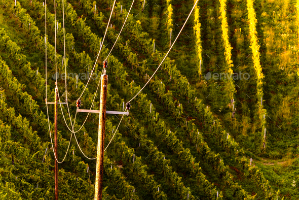 Rows Of Vineyard Grape Vines. Autumn Landscape. Austria south Styria . Abstract Background Of Autumn - Stock Photo - Images
