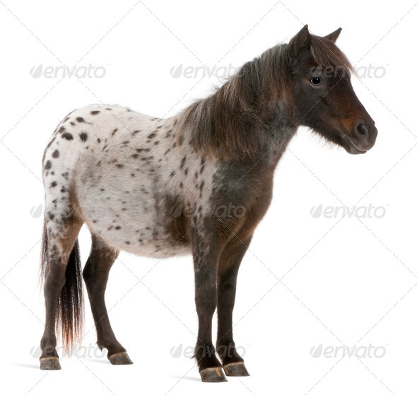 Appaloosa Miniature horse, Equus caballus, 2 years old, standing in front of white background - Stock Photo - Images