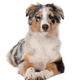 Australian Shepherd puppy, 5 months old, lying in front of white background