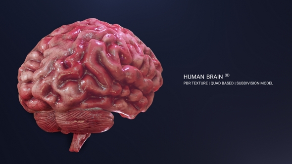 Human Brain - 3Docean 27199287