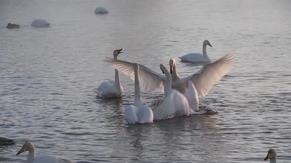 Group of White Swans Fighting on the Lake