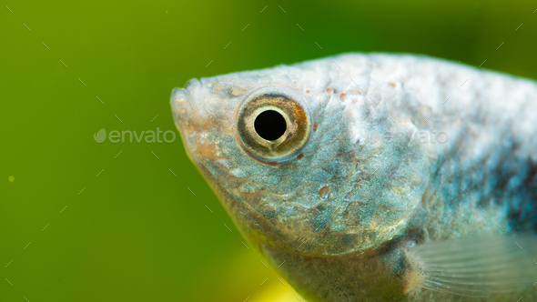 Opaline Gourami Trichopodus trichopterus tropical aquarium fish - Stock Photo - Images