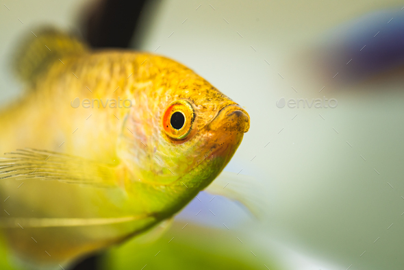 Aquarium Fish Golden gourami Trichogaster trichopterus Gold - Stock Photo - Images