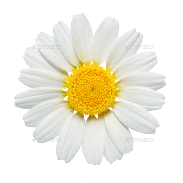 Chamomile or camomile flower isolated on white background. - Stock Photo - Images