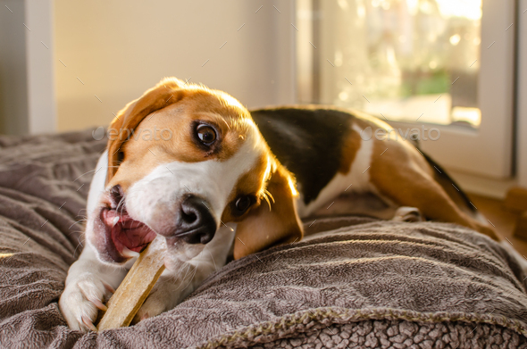 Beagle puppy chewing on a dog snack
