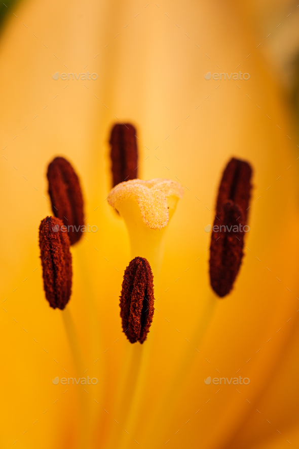 Yellow Madonna lily flower Lilium candidum with buds in nature. Background in nature. Detailed