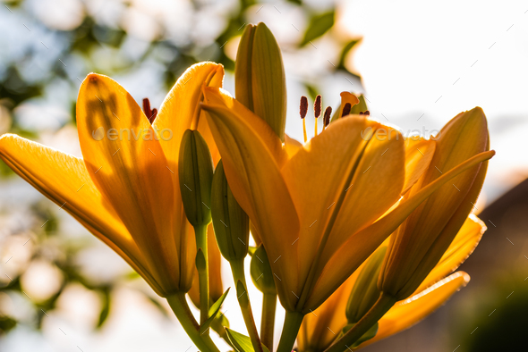 Yellow Madonna lily flower Lilium candidum with buds in nature. Background in nature. Detailed