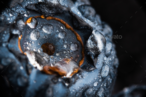 One blueberry covered with water drops isolated on black background. Very detailed macro shoot - Stock Photo - Images