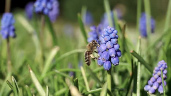 Bee collecting pollen from purple common grape hyacinth flower, Muscari botryoides alt