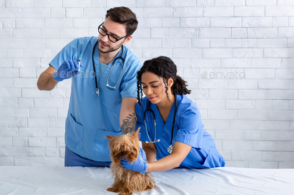 Professional vet with assistant vaccinating little dog in animal clinic, blank space for text