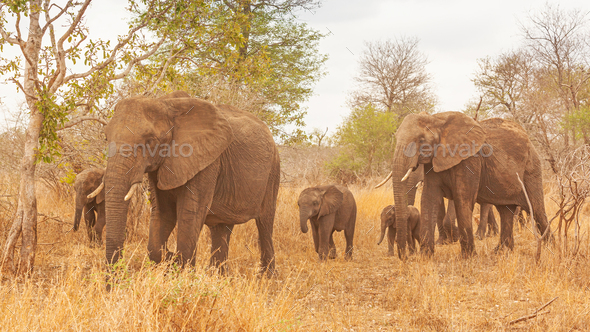 Breeding Herd of Elephants