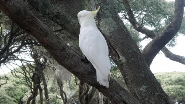 White sulphur crested cockatoo perched on a Twisted Moonah tree. CLOSE UP SHOT alt