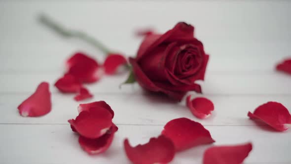 Dolly shot red rose on the table and petals are falling on white wood table