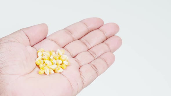 Hand Holds Popcorn Kernels in palm