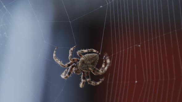 Spectacular Slow Motion of Spider Building Spiderweb