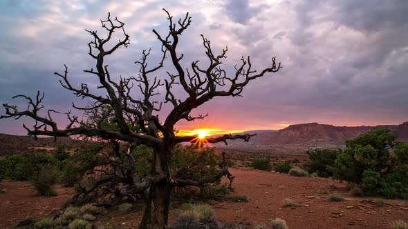 Sunset timelapse as the sun peaks out behind a desert tree alt