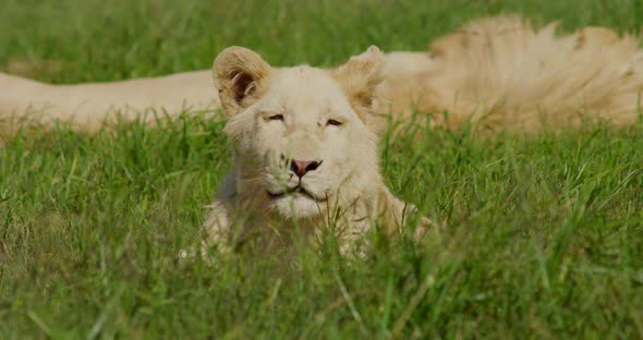 Close Up of Lioness Laying Down Near Lion and Grass Swaying in the Wind alt