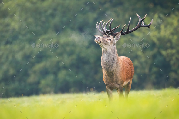 Proud red deer sniffing with head up on green meadow in rutting season - Stock Photo - Images
