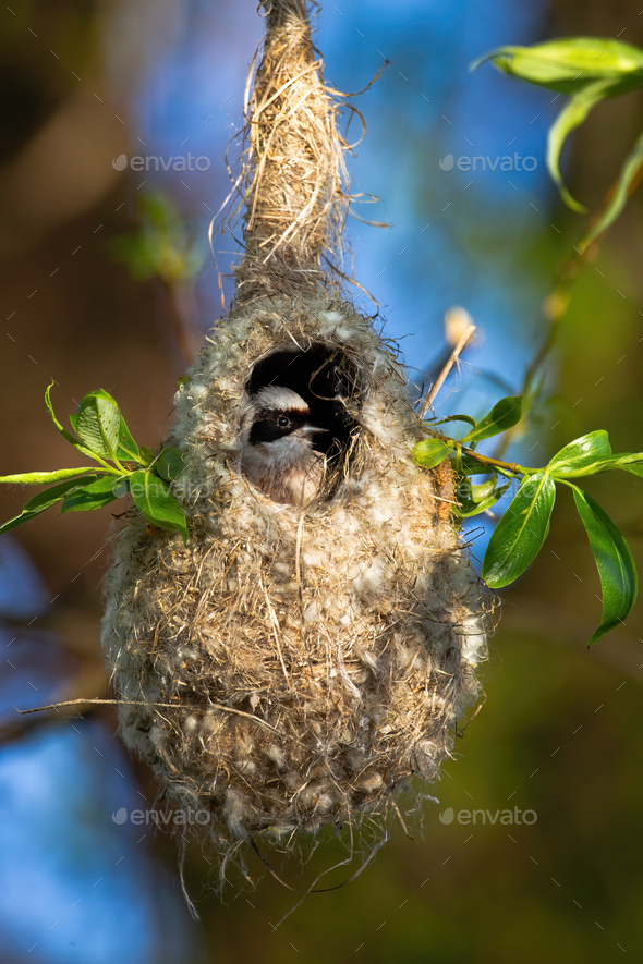 European penduline tit hiding in nest and peeking out through entrance hole - Stock Photo - Images