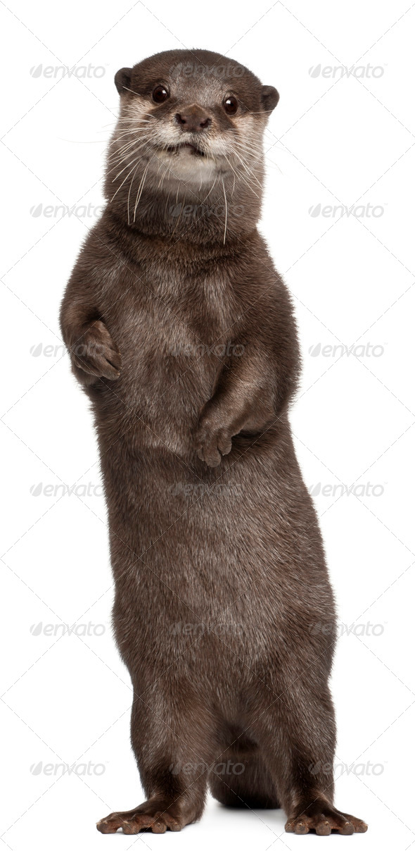 Oriental small-clawed otter, Amblonyx Cinereus, 5 years old, standing in front of white background - Stock Photo - Images