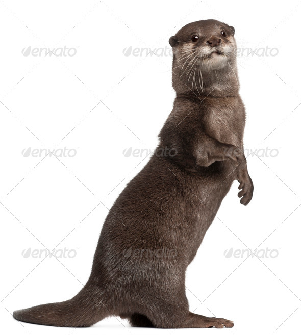 Oriental small-clawed otter, Amblonyx Cinereus, 5 years old, standing in front of white background - Stock Photo - Images