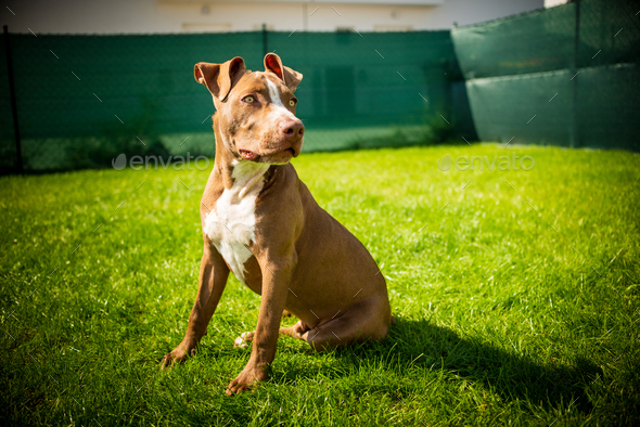 Young pitbull Staffordshire Bull Terrier in garden sits on grass with floppy ears background