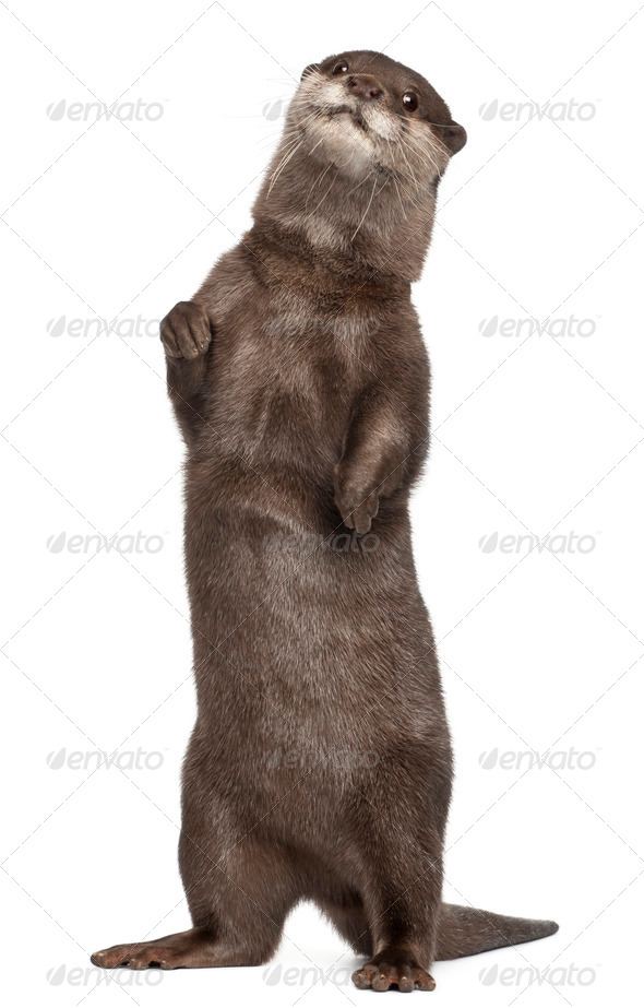 Oriental small-clawed otter, Amblonyx Cinereus, 5 years old, standing in front of white background - Stock Photo - Images