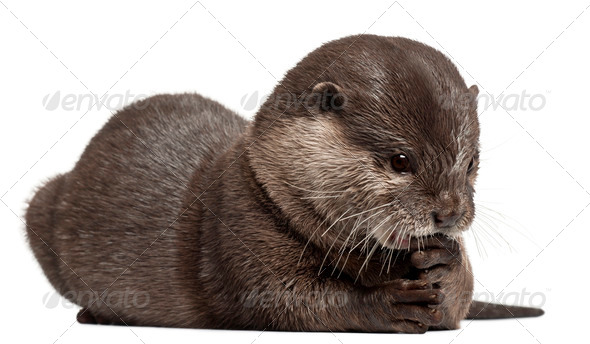 Oriental small-clawed otter, Amblonyx Cinereus, 5 years old, sitting in front of white background - Stock Photo - Images
