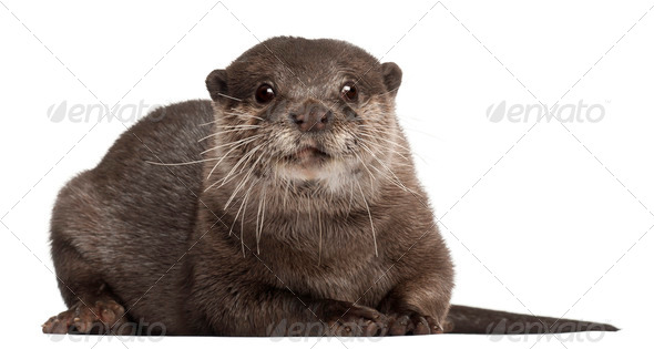 Oriental small-clawed otter, Amblonyx Cinereus, 5 years old, sitting in front of white background - Stock Photo - Images