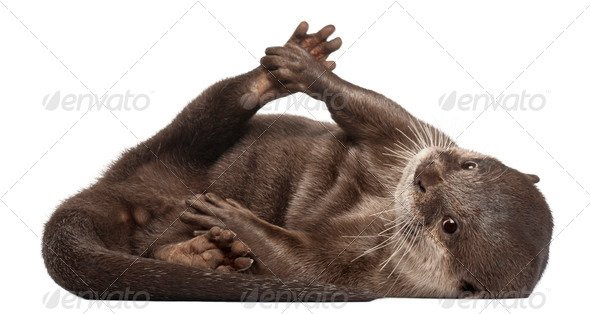 Oriental small-clawed otter, Amblonyx Cinereus, 5 years old, lying in front of white background - Stock Photo - Images