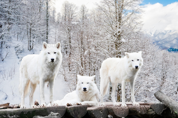 Arctic Wolves White Wolf In Winter Forest Stock Photo By Ewastudio