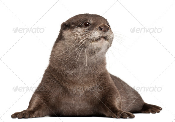 Oriental small-clawed otter, Amblonyx Cinereus, 5 years old, lying in front of white background - Stock Photo - Images