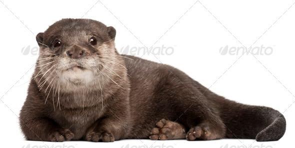 Oriental small-clawed otter, Amblonyx Cinereus, 5 years old, lying in front of white background - Stock Photo - Images