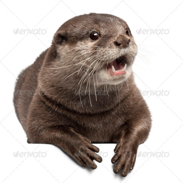 Oriental small-clawed otter, Amblonyx Cinereus, 5 years old, lying in front of white background - Stock Photo - Images