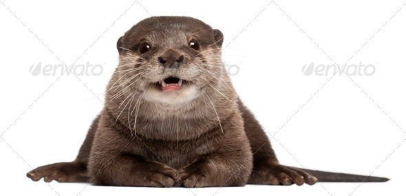 Oriental small-clawed otter, Amblonyx Cinereus, 5 years old, sitting in front of white background - Stock Photo - Images