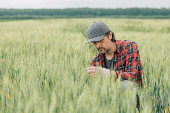Serious wheat farmer agronomist inspecting cereal crops quality in cultivated agricultural field - Stock Photo - Images