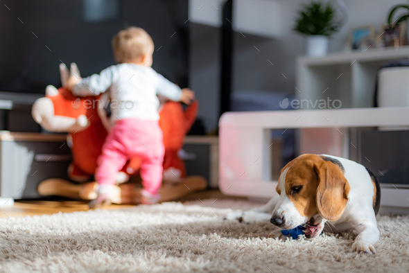 Dog chewing his toy on a carpet. Baby plays in the background