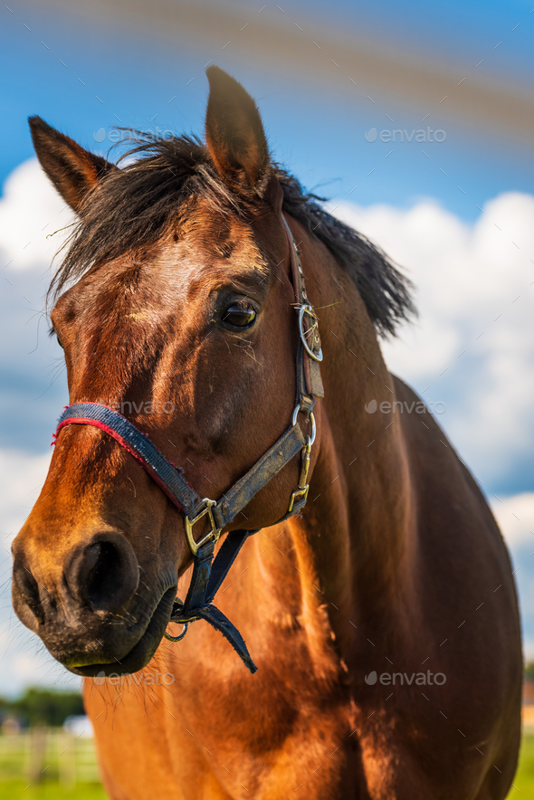 Beautiful Horse Portrait In Summer Sun Outdoors Stock Photo By Iciakphotos
