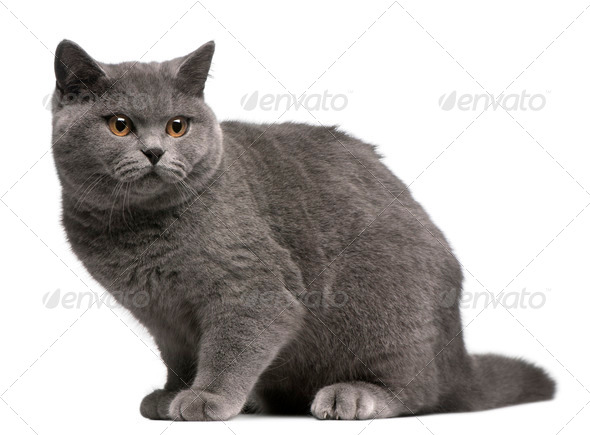 British Shorthair Kitten 6 Months Old Sitting In Front Of White