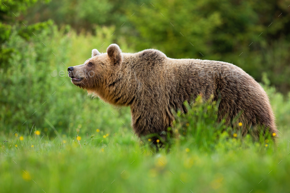 Alert brown bear sniffing with snout up in summer nature - Stock Photo - Images