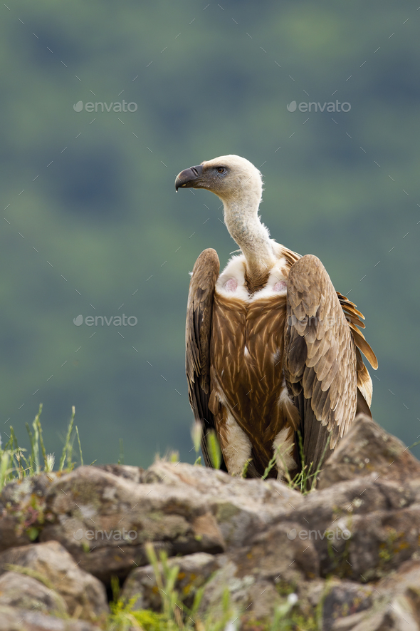 Alert griffon vulture sitting on a rocky horizon in summer mountains - Stock Photo - Images