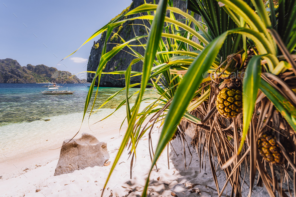 El Nido, Palawan, Philippines. Tropical sandy paradise beach with exotic foliage plants. Blue lagoon - Stock Photo - Images