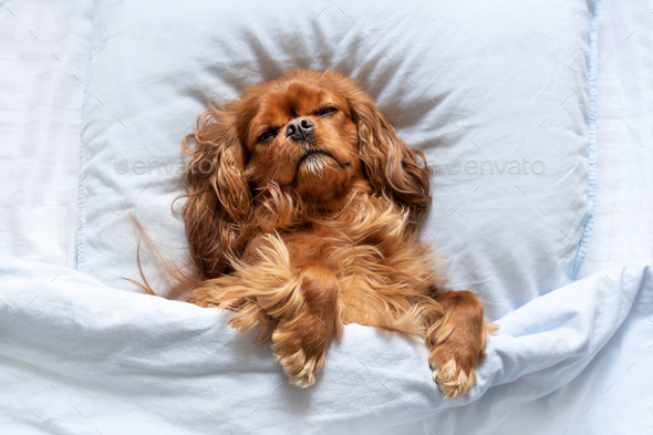 Funny dog sleeping on the pillow