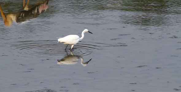 Little Egret Fishing 2