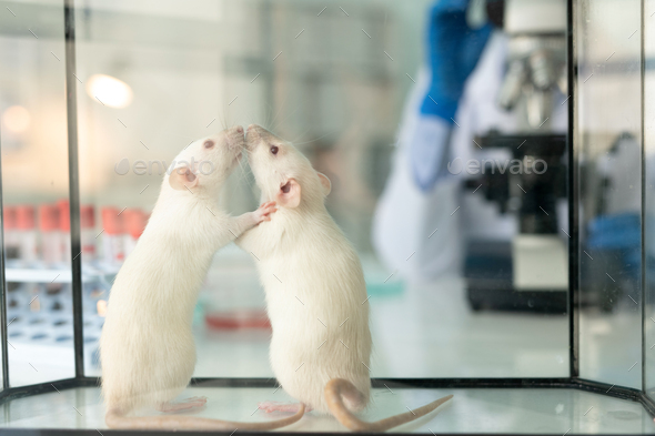 Lab rats in glassy box
