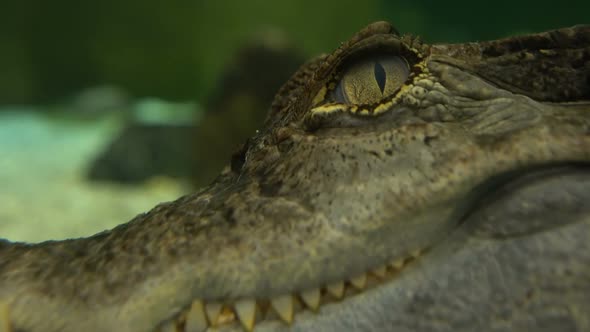 Spectacled Caiman or Caiman Crocodilus