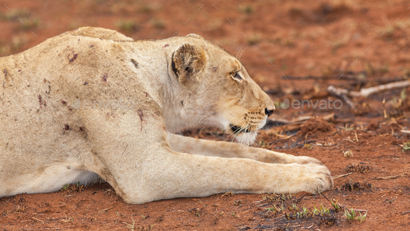 Portrait of a Battle-Scarred Lioness