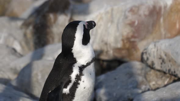 Close up from a penguin on the rocks around Betty's Bay alt